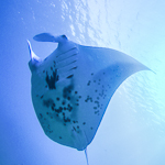 Kaimana