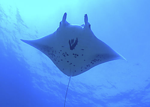 Willymanta