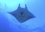 Willymanta
