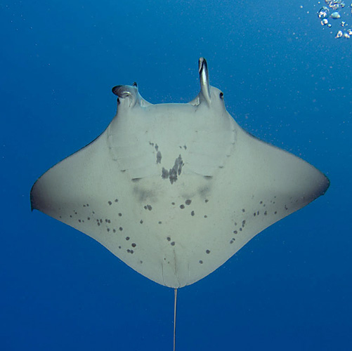 Kilikini