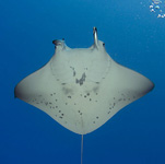 Kilikini