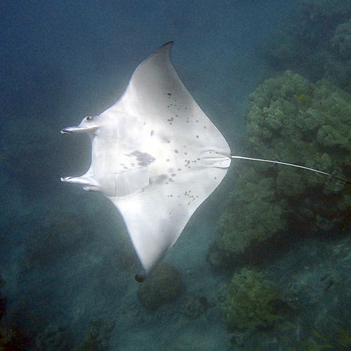 Maluhia