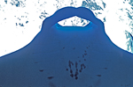 UM13