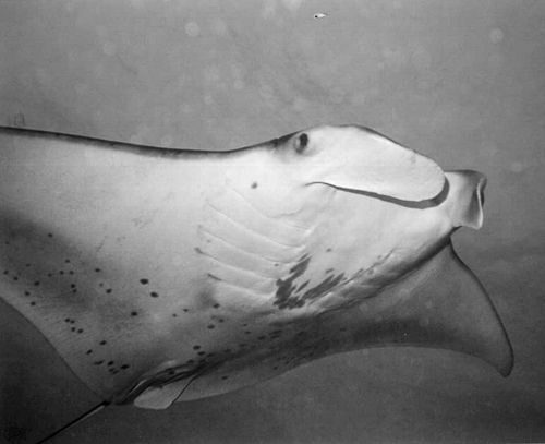 Oahu002