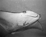 Oahu002