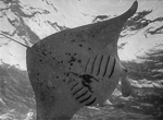 Oahu004